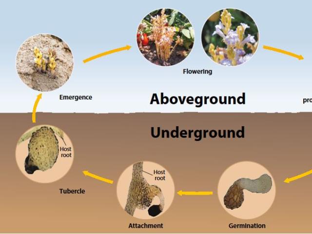 A diagram showing the life cycle of branched broomrape.