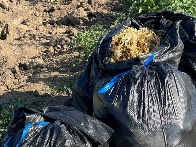 Black and white trash bags on dirt, black bags overflowing with broomrape