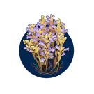 Botanical illustration of clustered purple and yellow flowers with exposed roots in dark circle